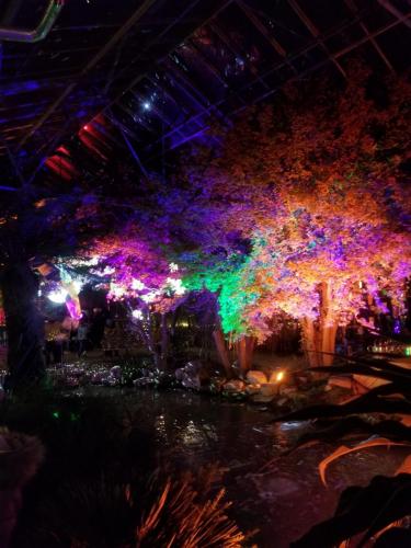 Winter evening visit to Leonardslee Gardens - Leila P