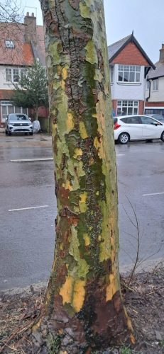 Amazing bark colour by Leila P