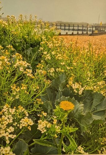 Beach Plants 1st Prize Leila P