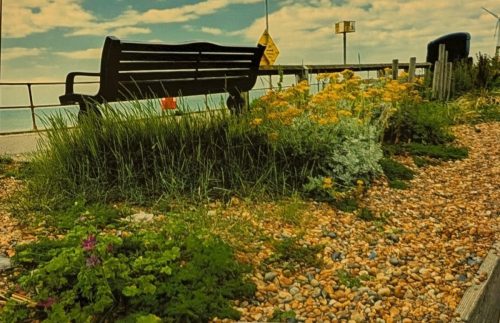 Beach Plants 2nd Prize Lyn B