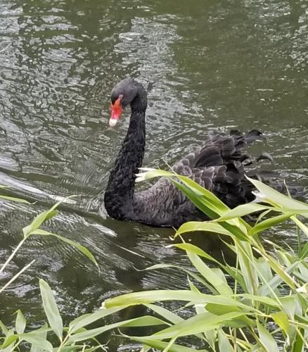 Black swan at Pashley Manor by Leila P