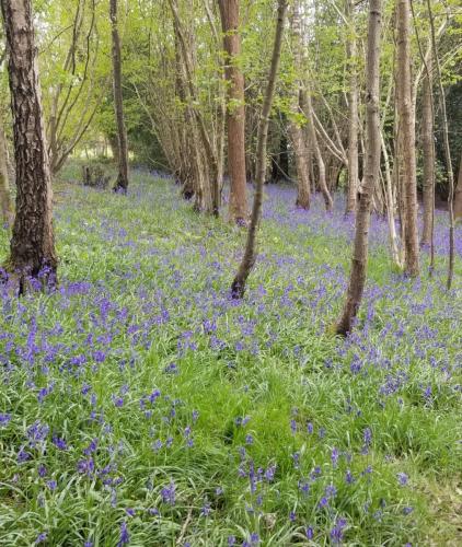 Bluebell wood at Pashley Manor by Leila P