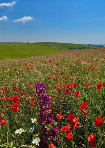 Carpet of Flowers 1st Prize Leila P