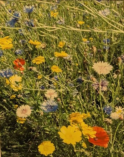 Carpet of Flowers 2nd Prize Lyn B