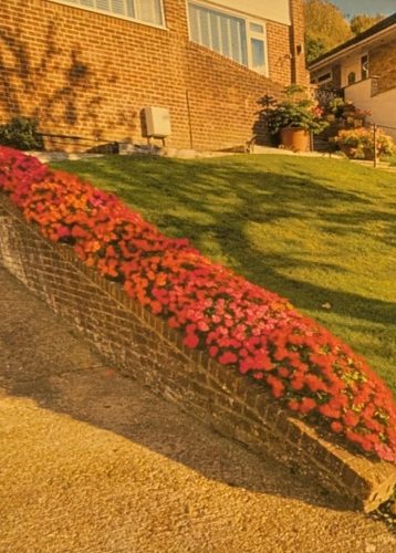 Carpet of flowers 01