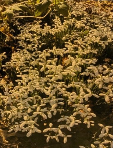 Carpet of flowers 02