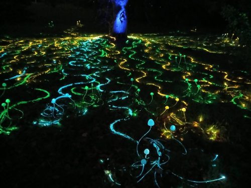 Christmas at Kew 4 by Sue H