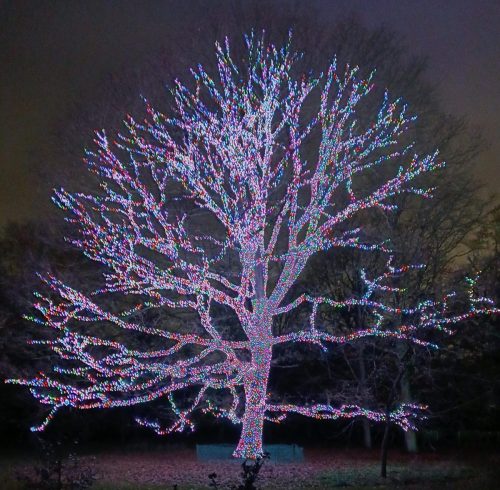 Christmas at Kew 5 by Sue H