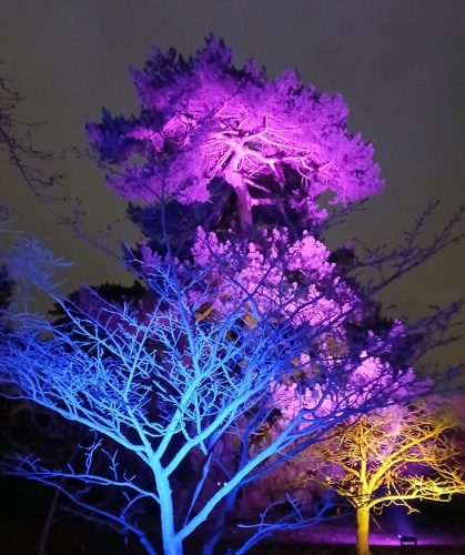 Christmas at Kew 6 by Sue H