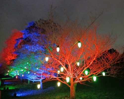 Christmas at Kew 7 by Sue H