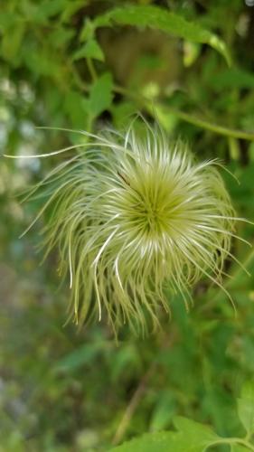 Clematis seedhead at One Garden by Leila P