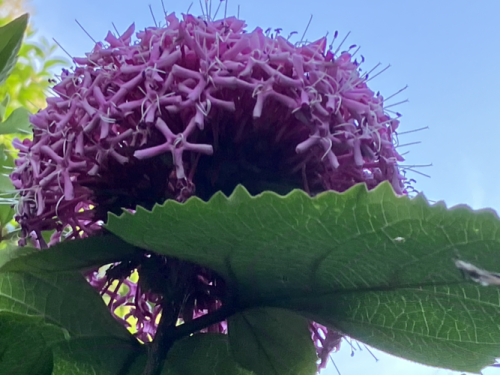 Clerodendrum Bungeii by Chris R