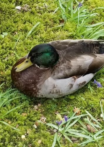 Duck amongst the bluebells at Pashley Manor by Leila P