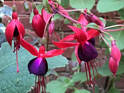 Fuchsia by Chris R