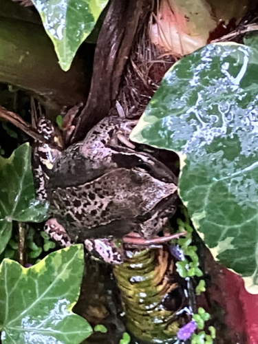 Garden visitor 2 by Chris R