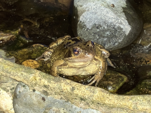 Garden visitor by Chris R