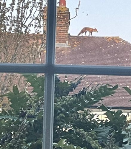 Garden wildlife by Leila P