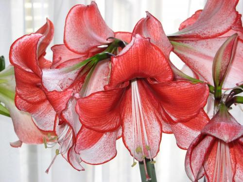 Lyn B Heavenly Houseplants