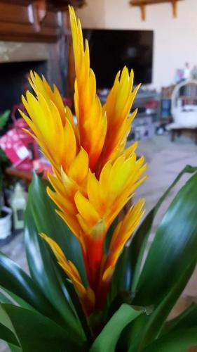 Leila P Heavenly Houseplants