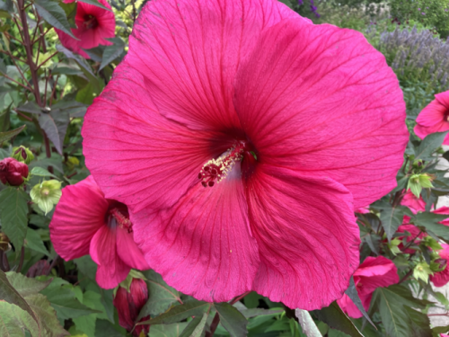 Hibiscus 'Tangri' by Chris R