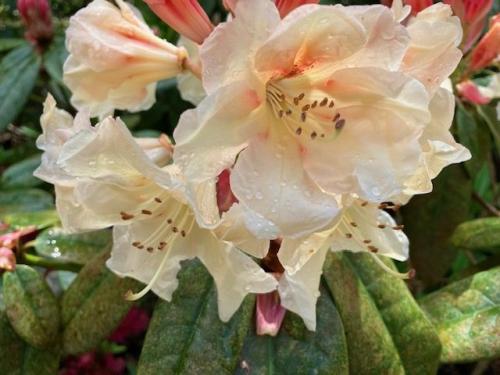 Exbury flora by Chris R