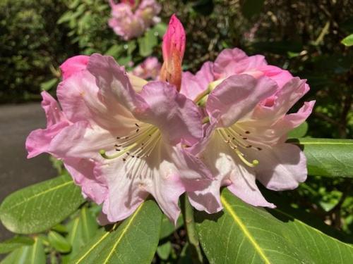 Exbury flora by Chris R