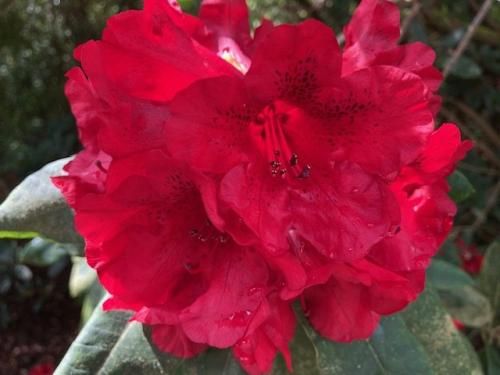 Exbury flora by Chris R