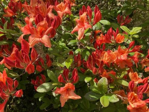 Exbury flora by Chris R