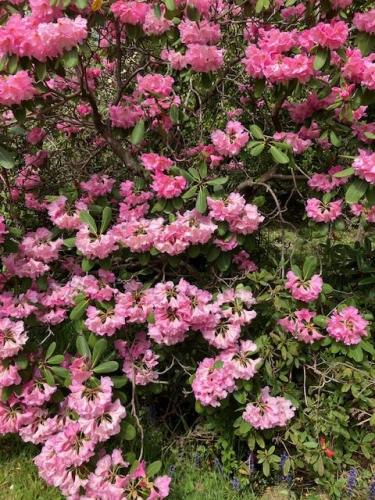Exbury flora by Chris R