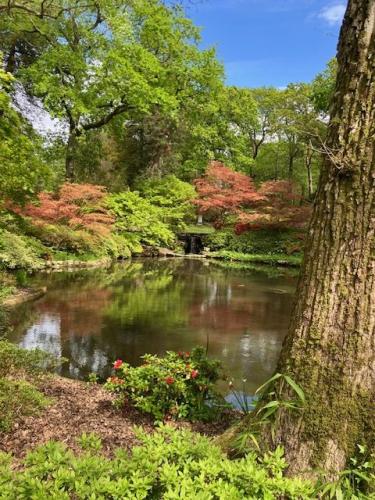 Exbury pond