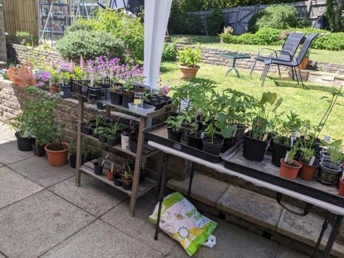 Jenny's plant sale