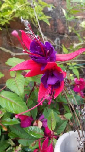 Fuchsia by Leila P