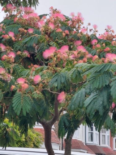 Lovely Mimosa in Shoreham by Marion K