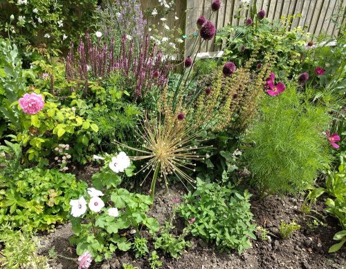 Lynwood garden Allium schubertii