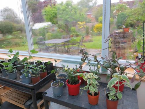 Marion's May plant sale