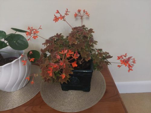 Marion K's Pelargonium in flower