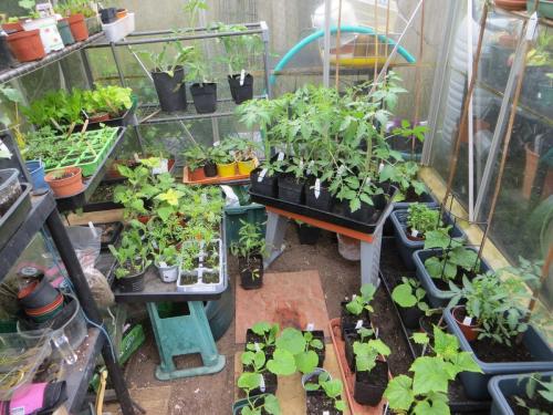 Marion K's greenhouse plant sale