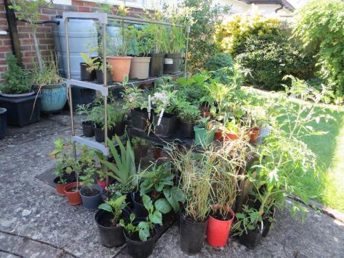 Marion's plant sale June
