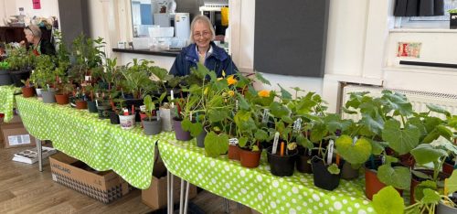 Plant sale 02