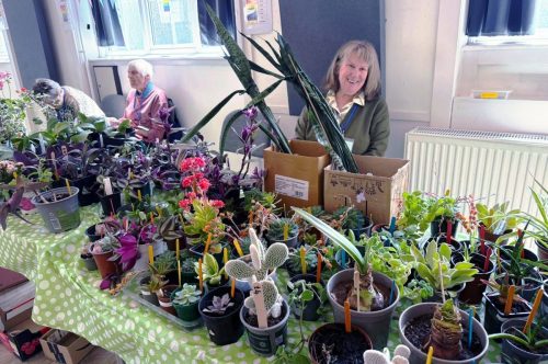 Plant sale house plants