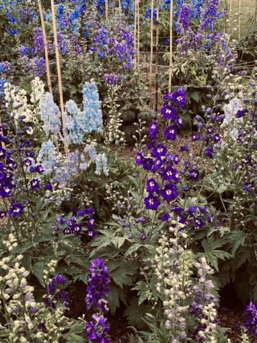 RHS Wisley 06 by Chris R