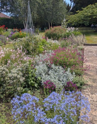 Saffrons garden 03