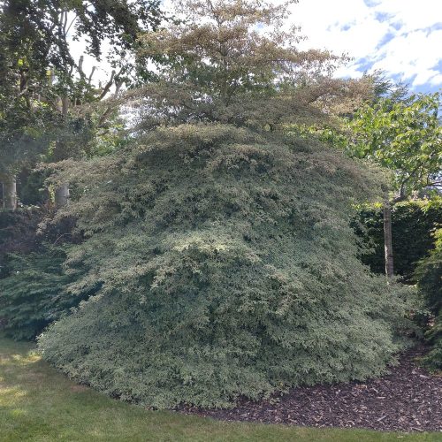 Saffrons garden Cornus alba