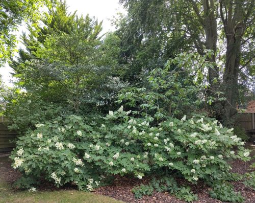 Saffrons garden Hydrangea quercifolia
