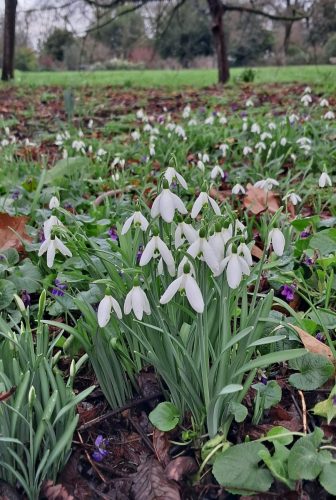 Snowdrops in Kensington Gardens SW7 by Leila P