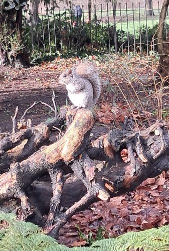 Squirrel in Kensington Gardens SW7 by Leila P