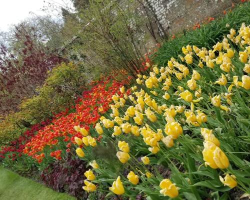 Tulip border at Pashley Manor by Leila P