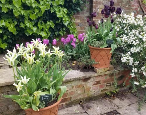 Tulip pots 2 at Pashley Manor by Leila P