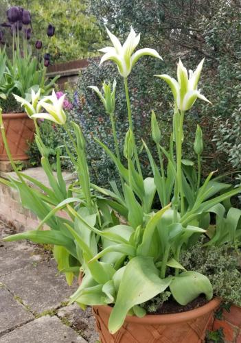 Tulip pots at Pashley Manor by Leila P