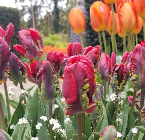 Tulips at Pashley Manor by Leila P